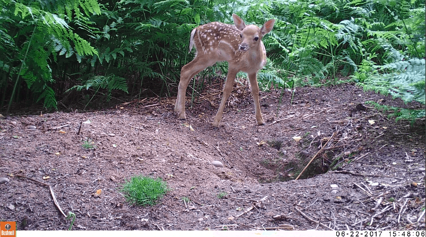 This season fawns are coming onto Silver Trees Holiday Park